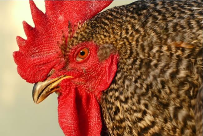 Chicken