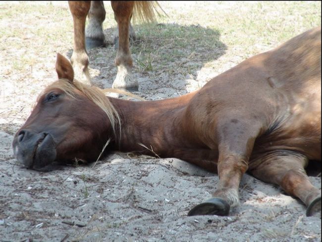Horse lying on ground