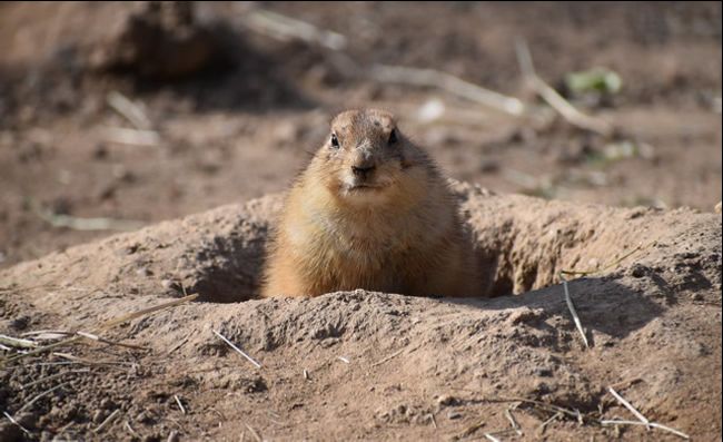 Prairie dog popping up above the ground