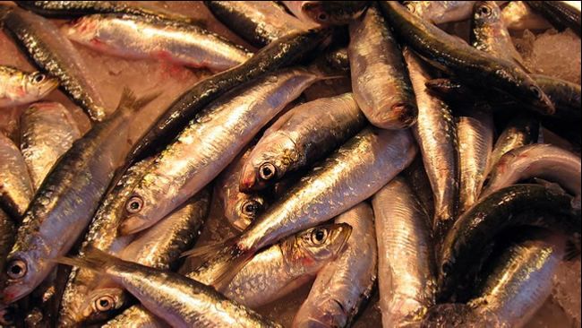 Herrings